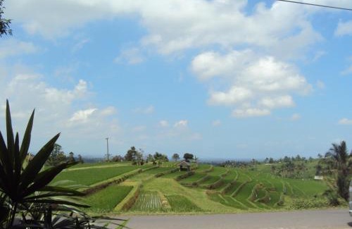 Penebel Haus | Teras Subak Jatiluwih