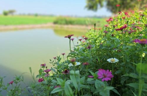 Khok Khram Skihütte | The 99 Cottage (บ้านทุ่งบางปลาม้า)