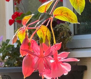 South Newton Hotel | The Bell Inn