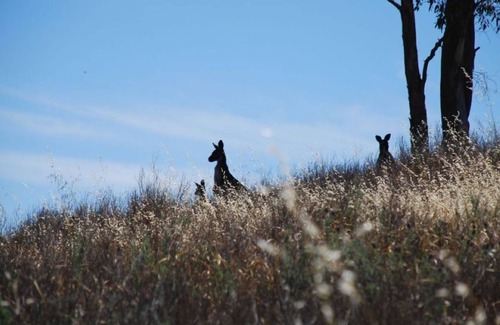 Emu Flat Haus | The Clare View HOUSE (pet friendly, wheelchair accessible)Sleep 8