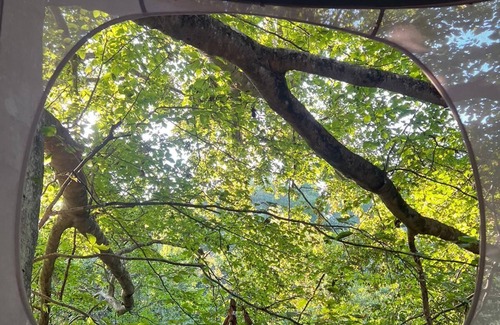 Fountain Run Kabine | The EH Frame with Tree Pod in the woods!