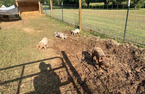 Normandy Haus | The Hidden Nugget