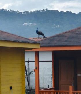 Wellington Haus | The Laughing Woods AC Resort