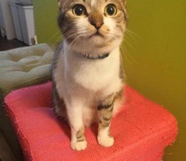 Shimogyo Haus | Tiny GuestHouse Umekoji 梅小路