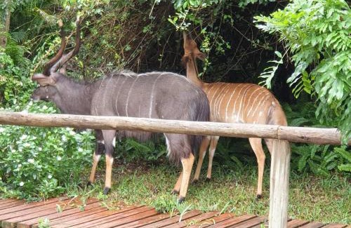 Sodwana Bay Haus | Tranquil bush cabin in Sodwana Bay Lodge Resort - House 62