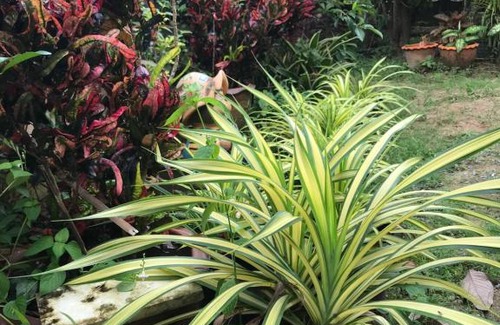 Ban Wang Hom Kabine | Tree in town ทรีอินทาวน์