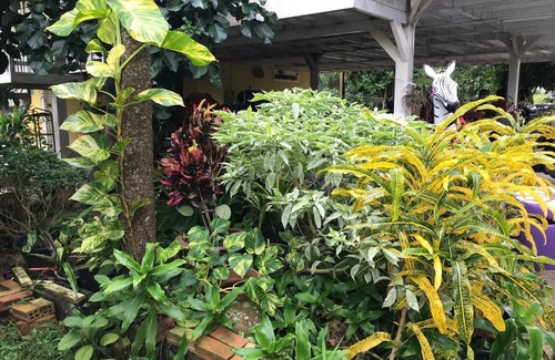 Ban Wang Hom Kabine | Tree in town ทรีอินทาวน์