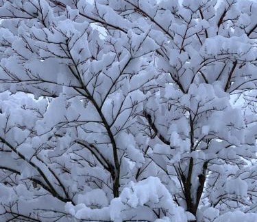 Ambleside Skihütte | Treeside woodhouse