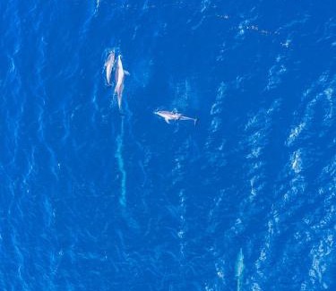 Watamu Hotel | Turtle Bay Beach Club- All Inclusive