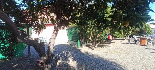 Alcolea Haus | Villa Coco