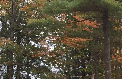 Phillips Hütte | Vintage Lakeside Cottage