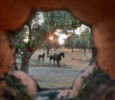 Villanueva de Cordoba Haus | Vivienda Rural Añil