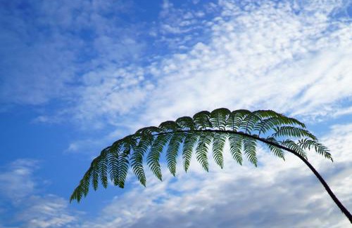 Kintamani Hotel | W Green Kintamani