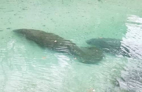 Weeki Wachee Gardens Wohnung | Weeki Wachee Quiet Getaway