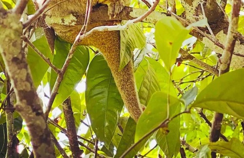 Malanda Hütte | Wildlife & River Cottage nestled in rainforest