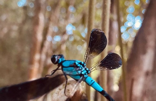 Malanda Hütte | Wildlife & River Cottage nestled in rainforest