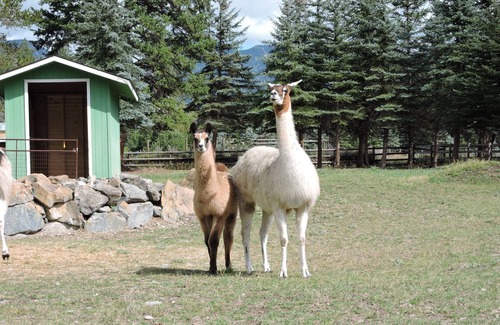 Kalispell Haus | Working Llama Farm Experience Located Just 30 Minutes From Glacier National Park