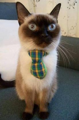 煙燻貓民宿 tesla充電需電洽-無合作Ago達平台