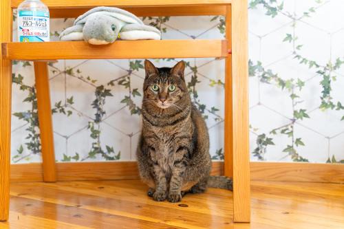 香川のゲストハウスFDroom