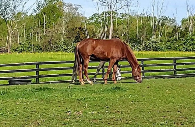 102 Acre Horse Farm! Bring your horse with you!
