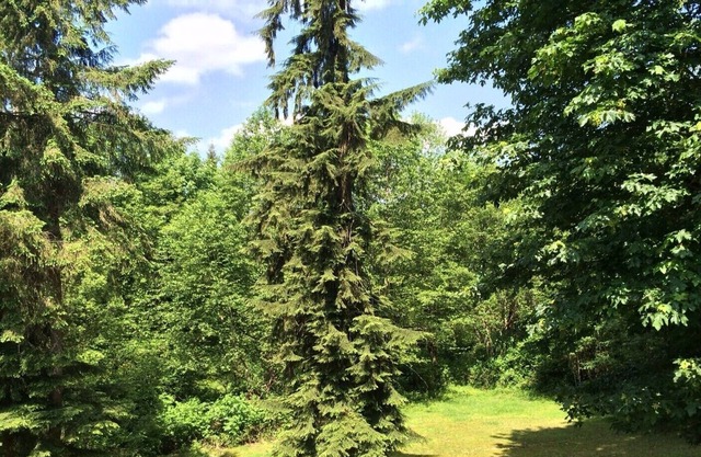 14 Morgen privater Wald - groß 1400 Quadratfuß passend - Minuten. Von Ausstattung & Hwy