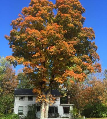 1894 Catskills Farmhouse Retreat