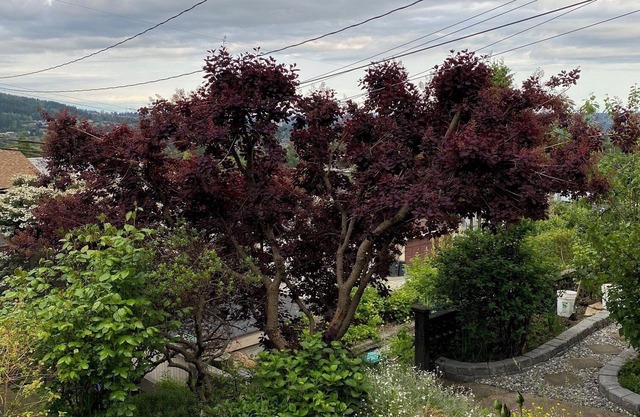 2 Bedroom Garden Walk-out Apartment in Residential Home
