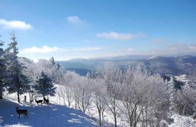 Umgebaute 3 BR Condo: Ihre Cozy Mountain Retreat