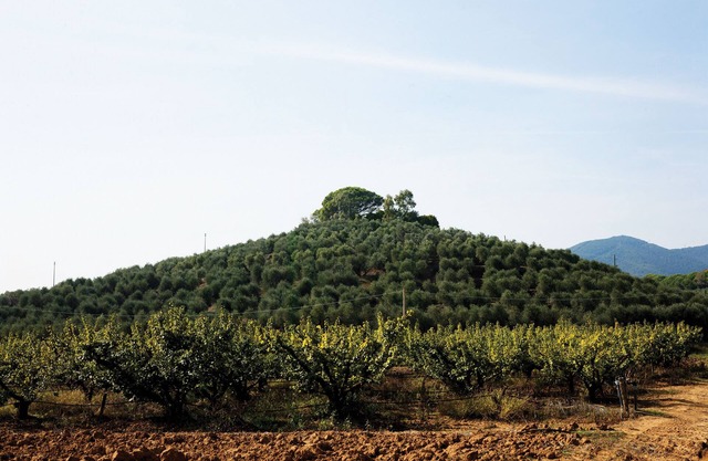 3 room apartment "Africa" with a breathtaking view of the Tuscan coast