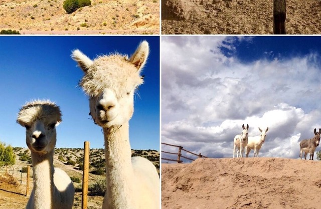 372+ Reviews, B & B style, Hot Tub, Horses, Alpacas, Mini Donkeys, 360 views!