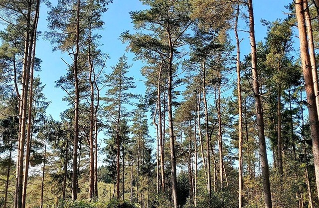 4 Sterne Ferienhaus in Gjern