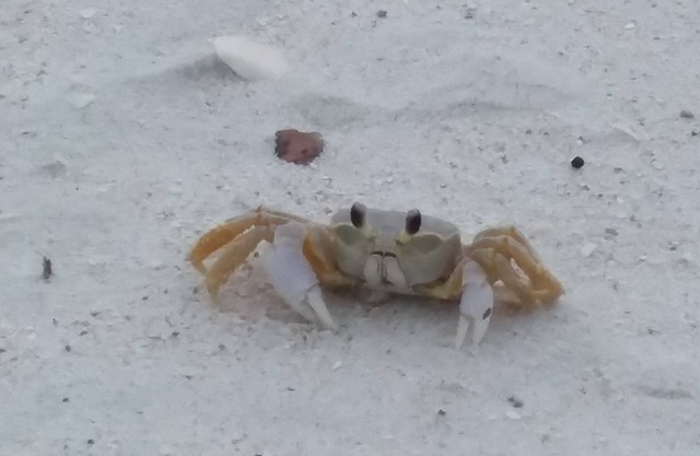 1. 5 Meilen zum Strand! JAN. 2020 Anfrage mit Eigentümer 21 nt. Mindest! STRANDPASS ENTHALTEN!