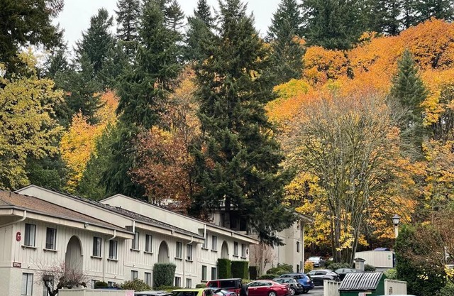 A Jewel in Totem Lake Kirkland Washington!