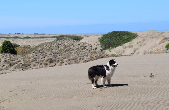 Ein kleines verstecktes Juwel. All-Cedar, Hundefreundliches Haus, Whirlpool und kurzer Spaziergang zum Strand