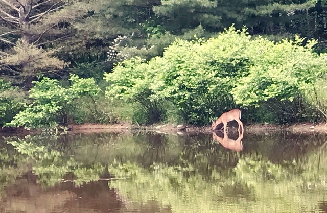 Ein seltener Fund in der Nähe von New Paltz mit privatem Teich