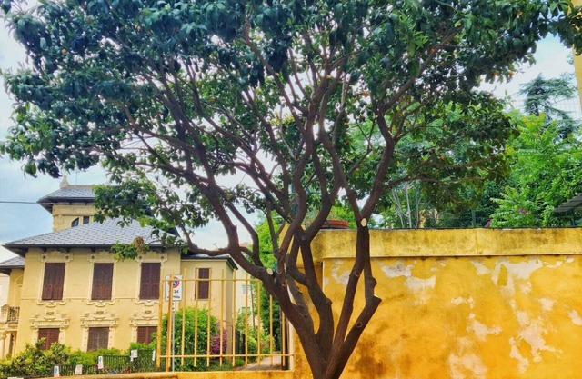 Agnes House