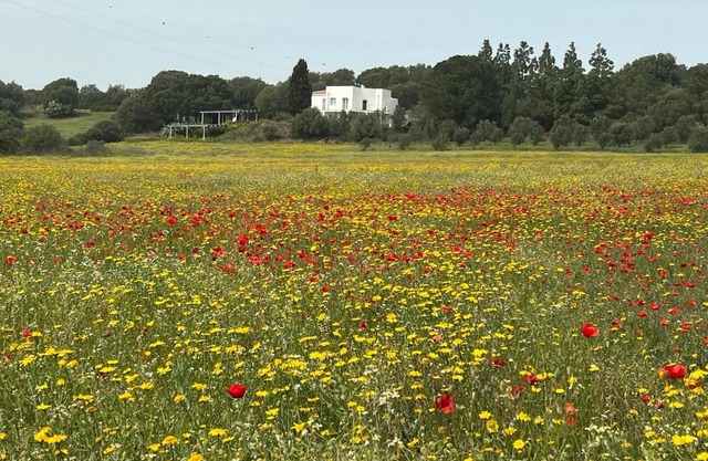Agreen Country House Olivo