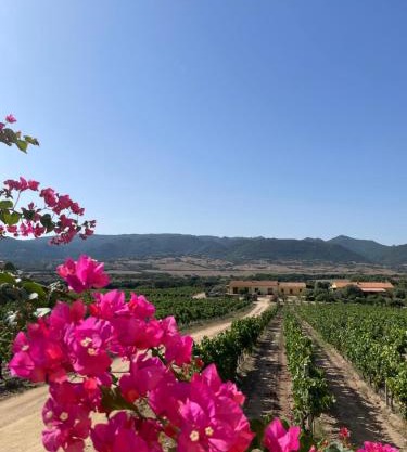 Agriturismo Campesi casale tra le vigne