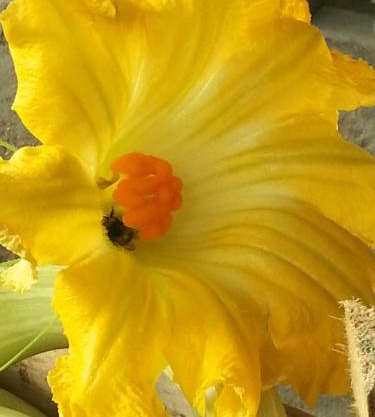 Agriturismo Fioredizucca