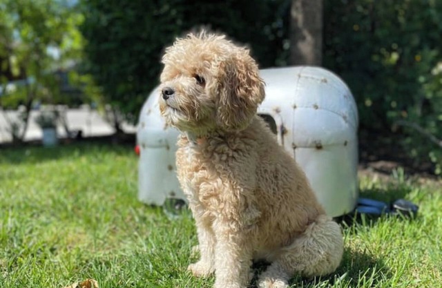Airdream Cottage/Gated Garage - Hot Tub Laundry