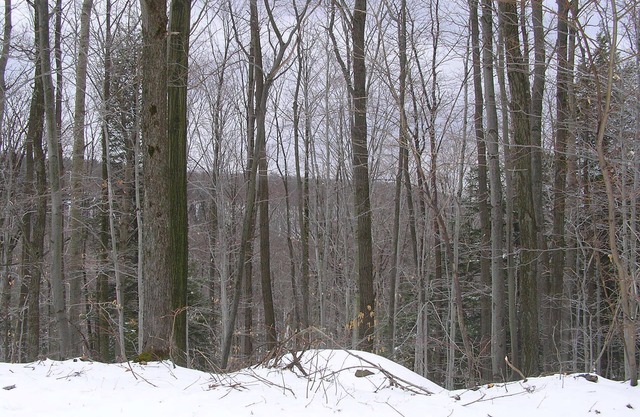 Allegany State Park Verleih im Wald
