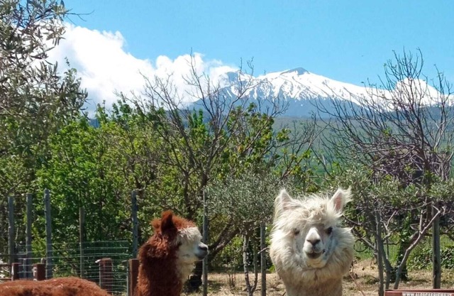Alpaca Etna Rooms