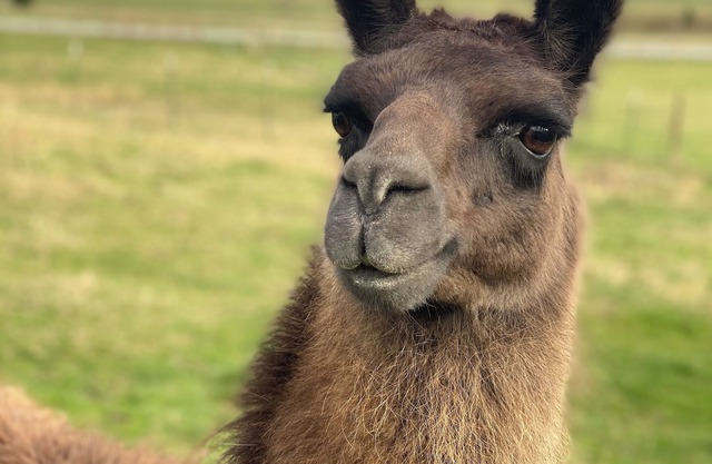 Vintage Cottage in Brevard with Larry the Llama and Donkey POWER & WATER ON
