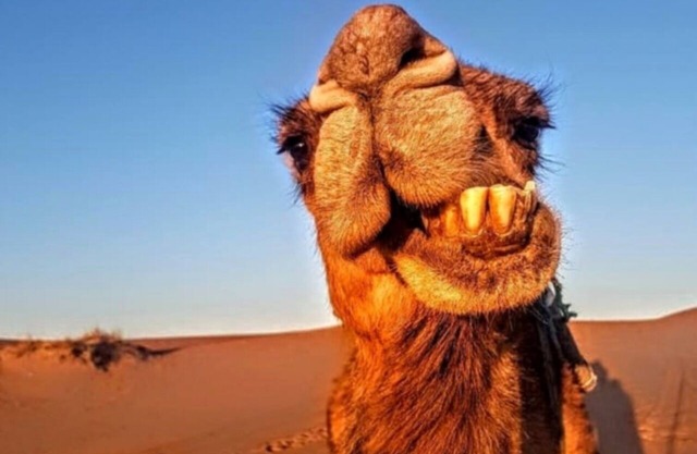 Amazing camp in the sahara