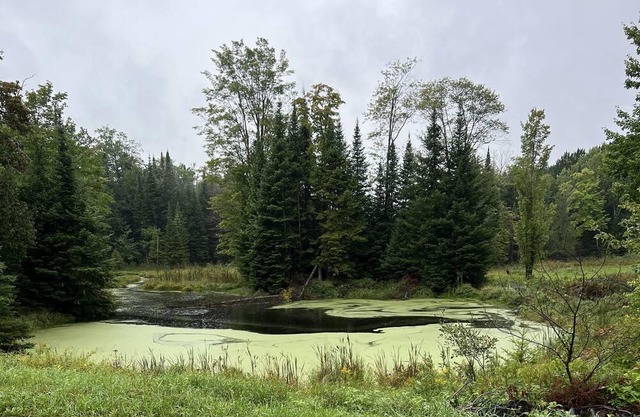 Amazing renovated cozy nature pleasant place to have fresh healthy air
