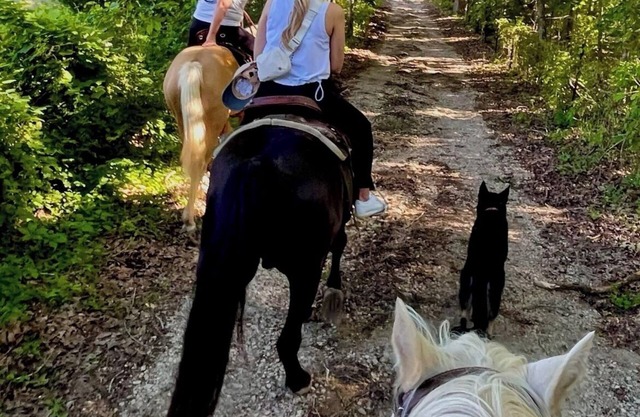 Amazing Views, Unique Tee Pee Camping. Trail Rides on site. Pet Friendly!