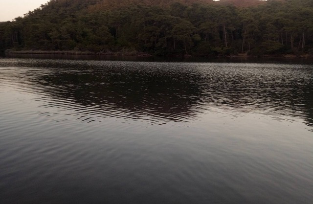 Amazon-Sea-Forest