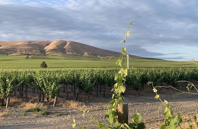 Amidst the vines @ Ambassador House