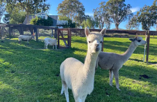 Chic Sheep Retreat auf der Anavo Farm