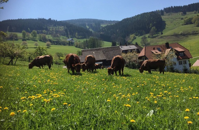 Ferienwohnung/App. für 5 Gäste mit 75m² in Oberried (125218)